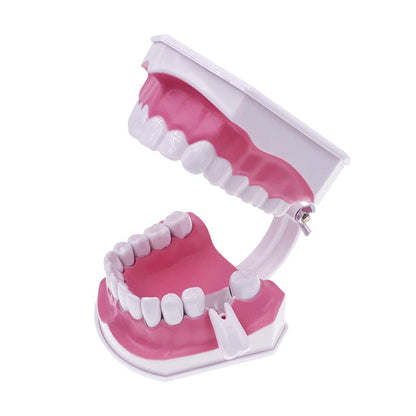 Caja Dental Macromodelo Dental Dentadura 28 Dientes +cepillo