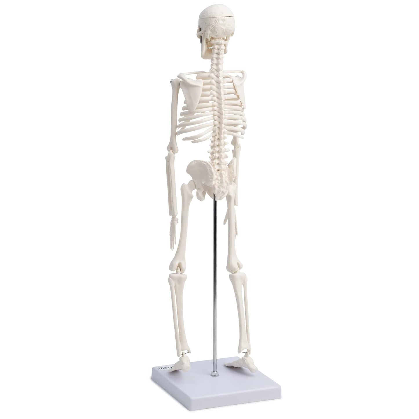 Modelo Anatomico Esqueleto Humano Esqueleto Humano 45cm