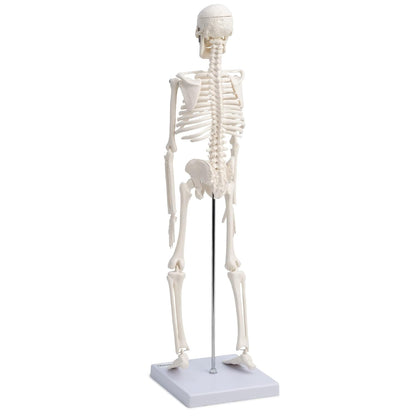 Modelo Anatomico Esqueleto Humano Esqueleto Humano 45cm