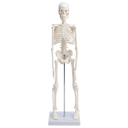 Modelo Anatomico Esqueleto Humano Esqueleto Humano 45cm