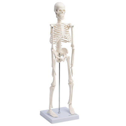 Modelo Anatomico Esqueleto Humano Esqueleto Humano 45cm