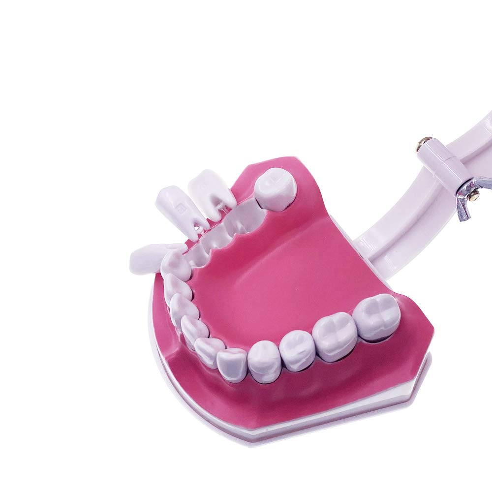 Caja Dental Macromodelo Dental Dentadura 28 Dientes +cepillo