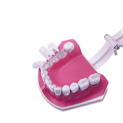 Caja Dental Macromodelo Dental Dentadura 28 Dientes +cepillo