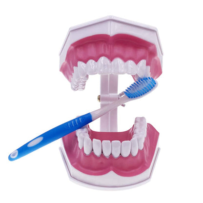 Caja Dental Macromodelo Dental Dentadura 28 Dientes +cepillo