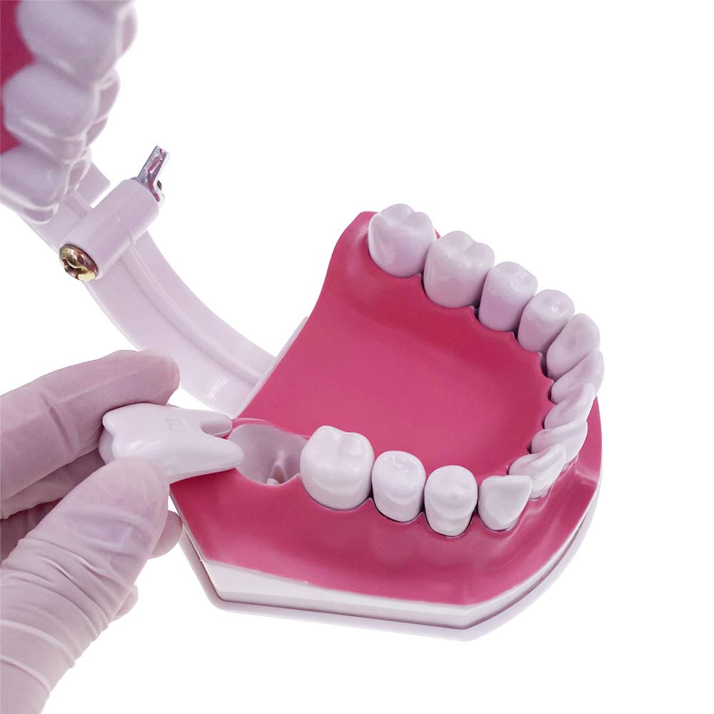 Caja Dental Macromodelo Dental Dentadura 28 Dientes +cepillo