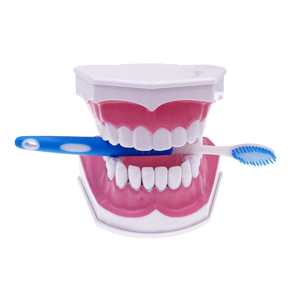 Caja Dental Macromodelo Dental Dentadura 28 Dientes +cepillo