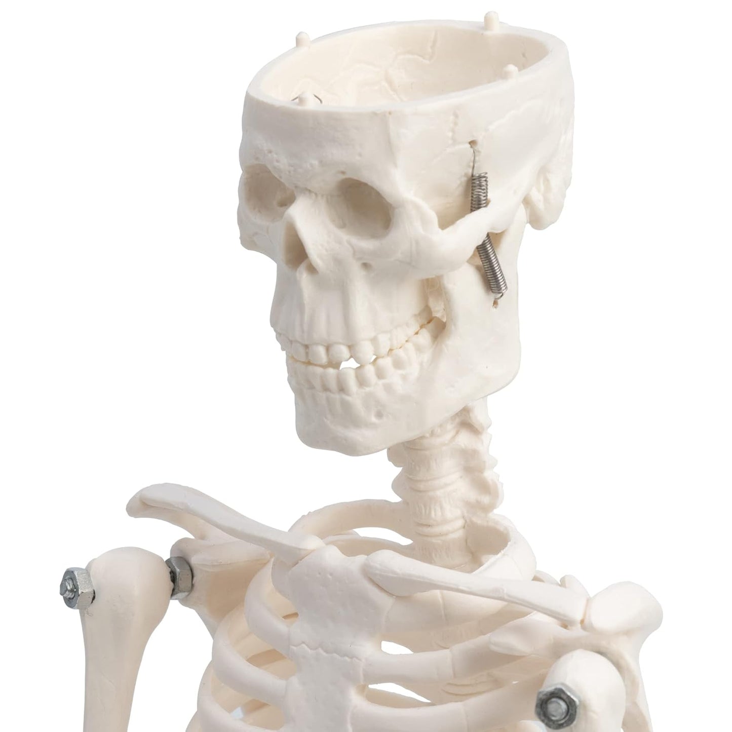 Modelo Anatomico Esqueleto Humano Esqueleto Humano 45cm