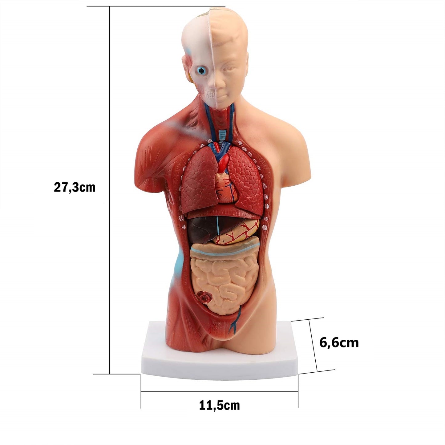 Torso Humano Modelo Anatomico Organos Extraibles 27cm