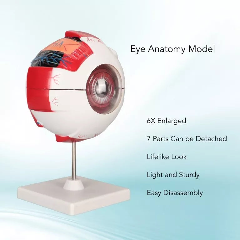 Ojo Humano Modelo De Globo Ocular Anatomía Del Ojo