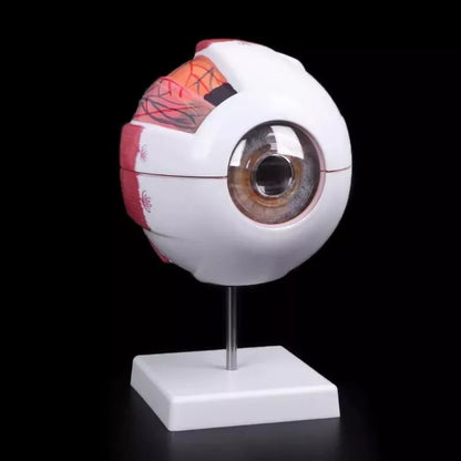 Ojo Humano Modelo De Globo Ocular Anatomía Del Ojo