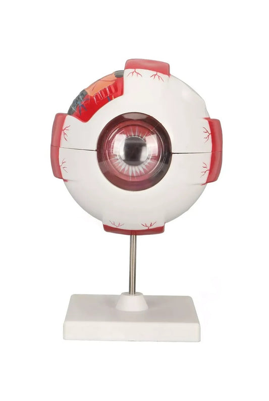 Ojo Humano Modelo De Globo Ocular Anatomía Del Ojo